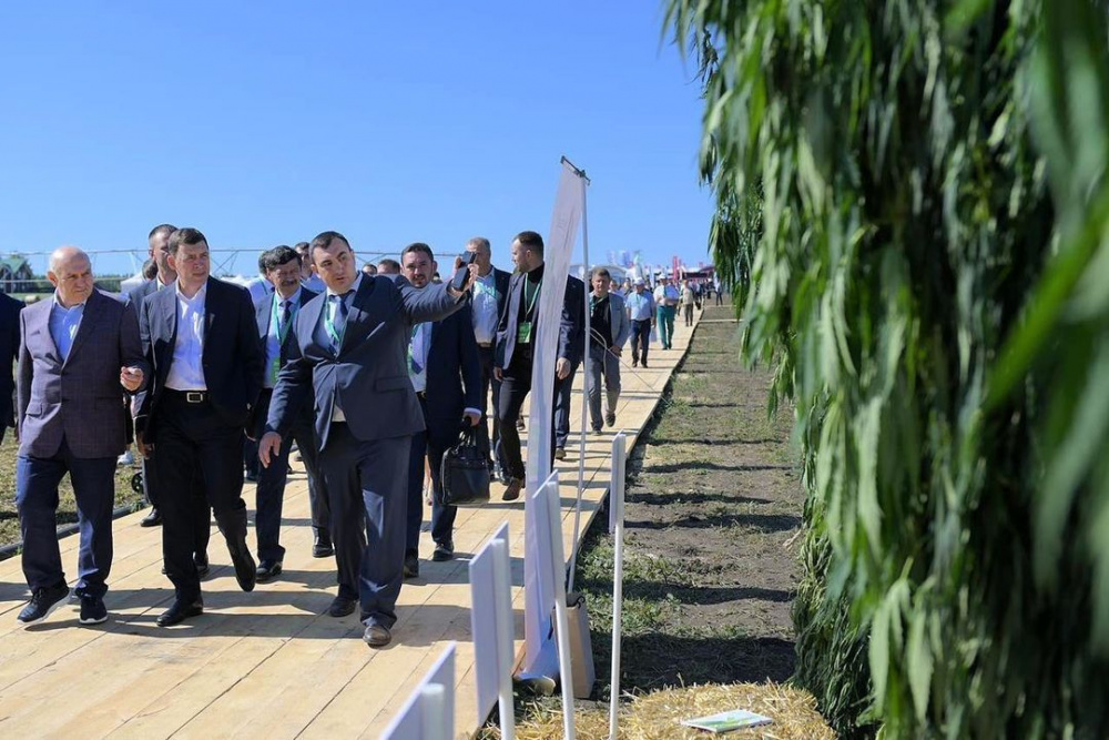 Свердловский губернатор начнет выращивать коноплю