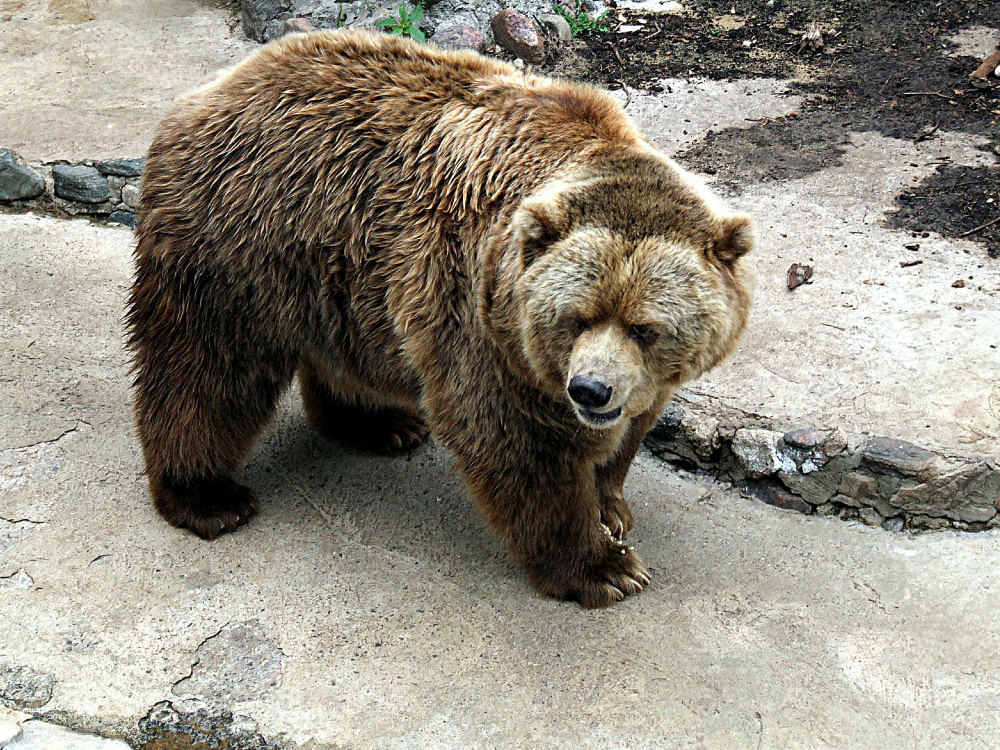 Медведи оказались крайними: в Челябинске экс-сотрудник зоопарка отравил медведей мышьяком, обидевшись на увольнение