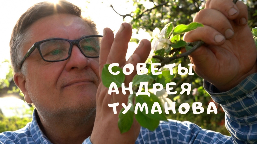 Андрей Туманов: Как правильно обрезать кусты крыжовника и красной смородины. Видео