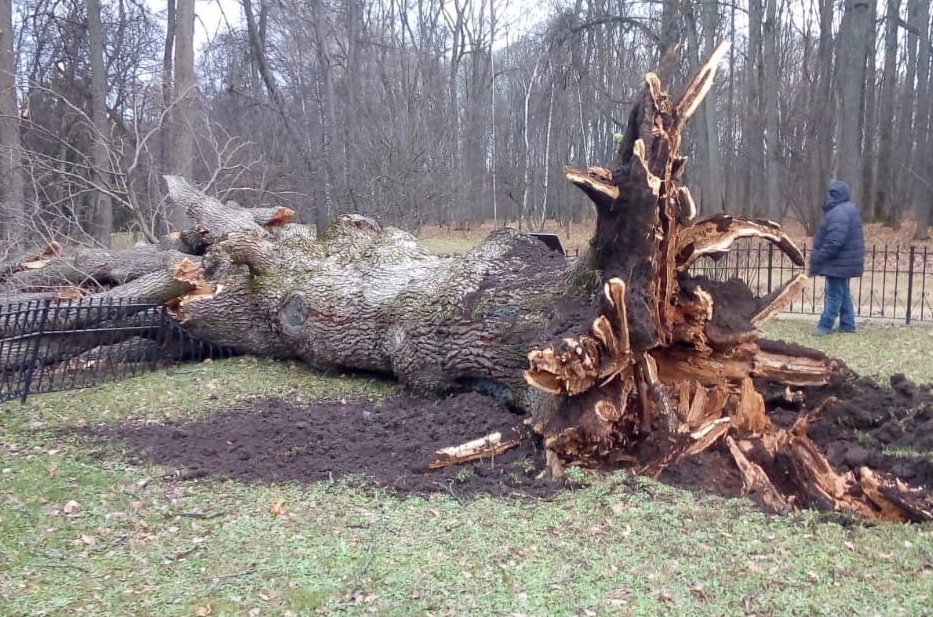 Погибло главное дерево России. Ураган уничтожил «Тургеневский дуб»