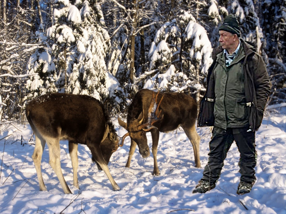 Сельчане из-под Архангельска просят депутата Рашкина перестрелять лосей в их лесу