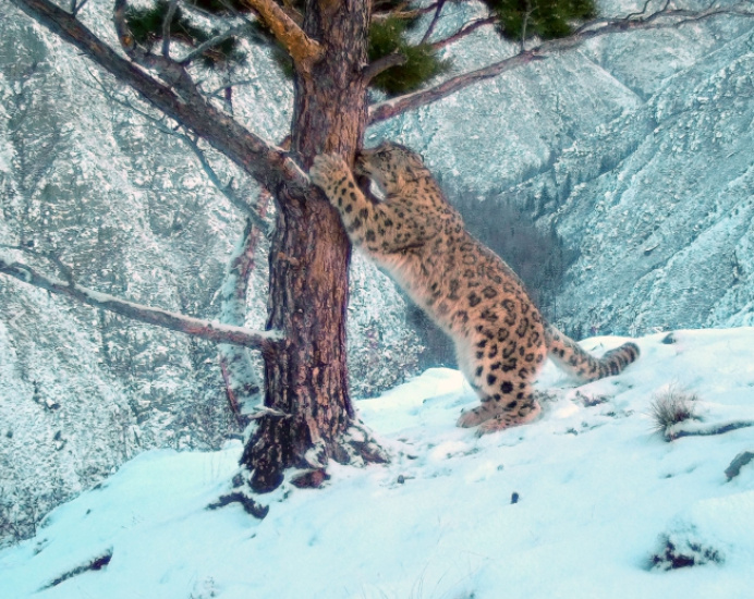 Котёнок начал метить территорию: Экологи опубликовали новые видео снежных барсов из заповедника в Красноярском крае