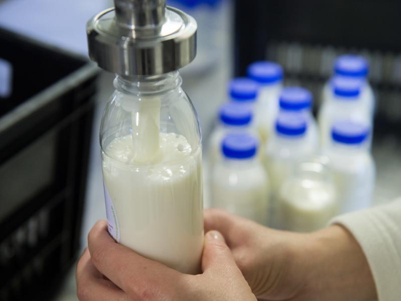 Бактерии в коровьем молоке могут провоцировать ревматоидный артрит
